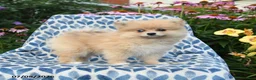 Pomeranian dogs for sale: Misty - Ad 2