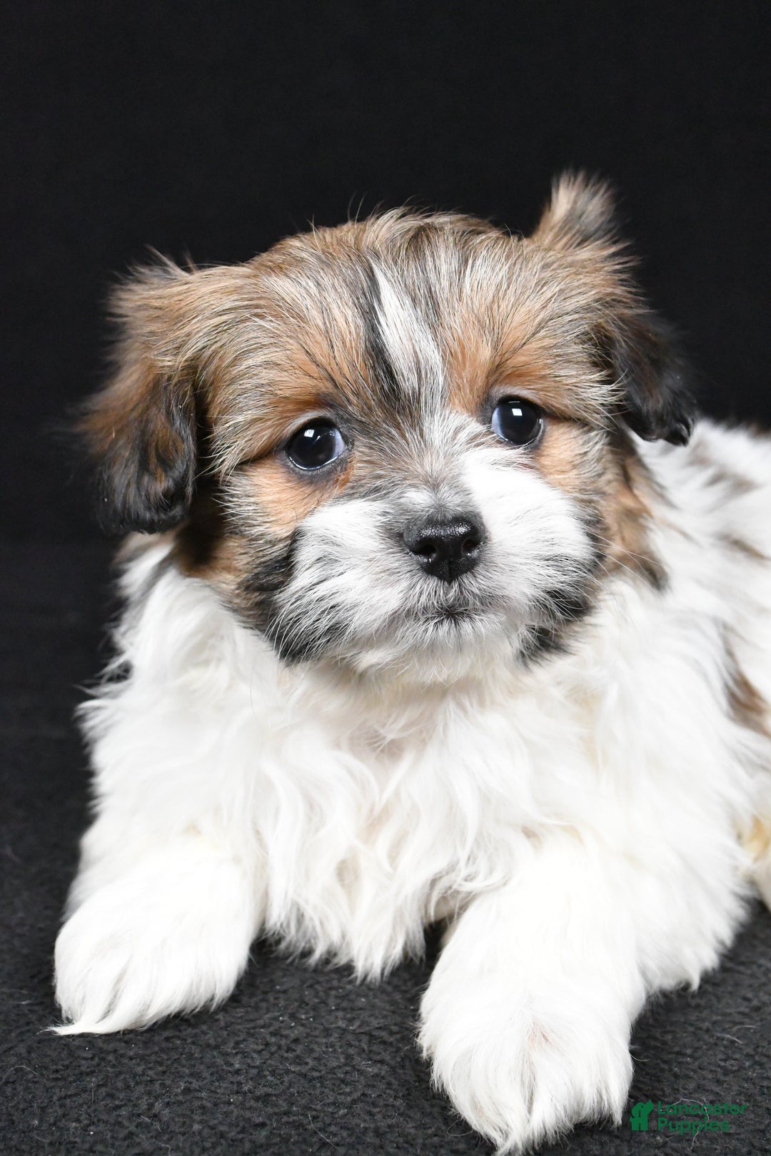 Mixed Breed dogs for sale: Amber - Ad 4