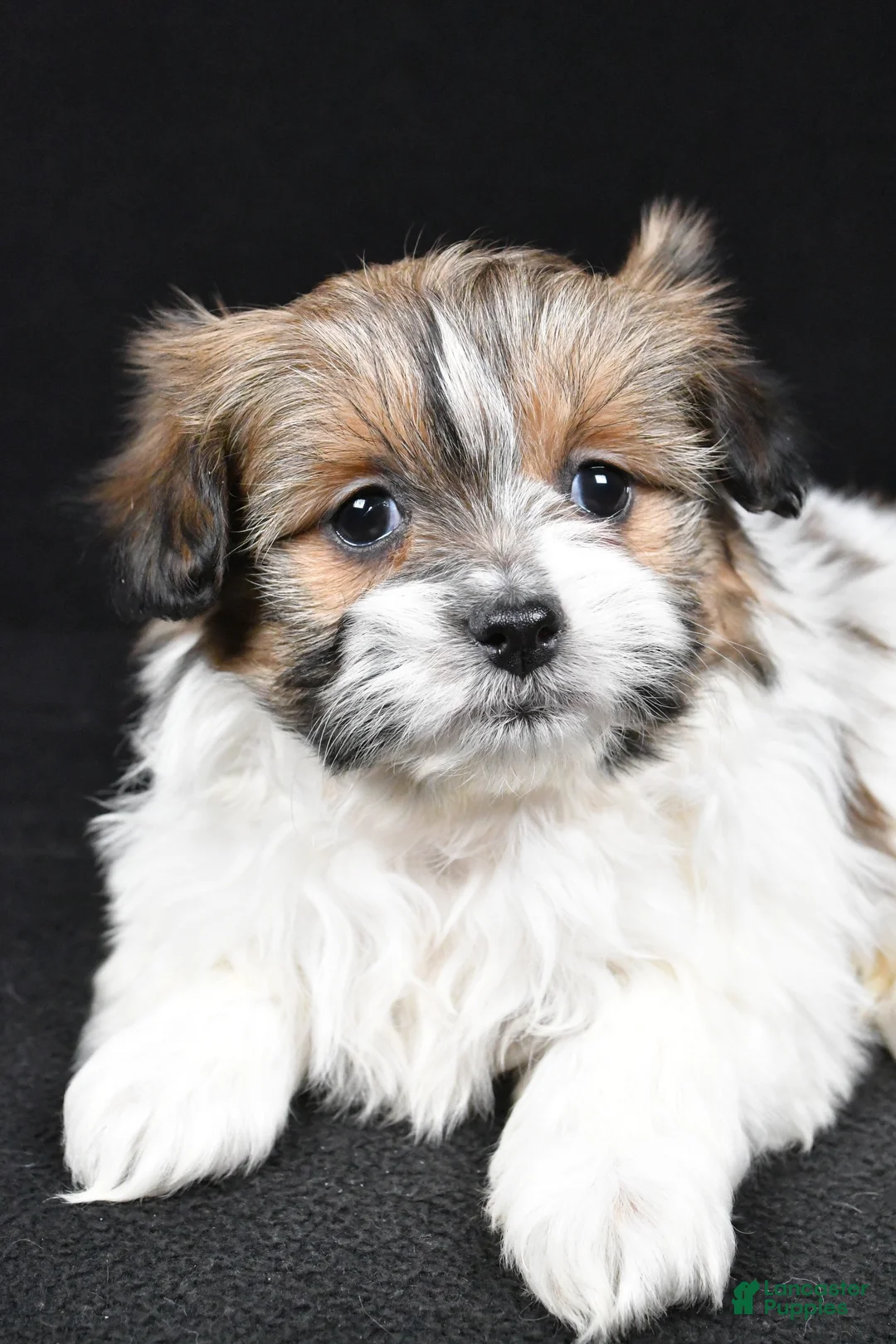 Mixed Breed dogs for sale: Amber - Ad 9