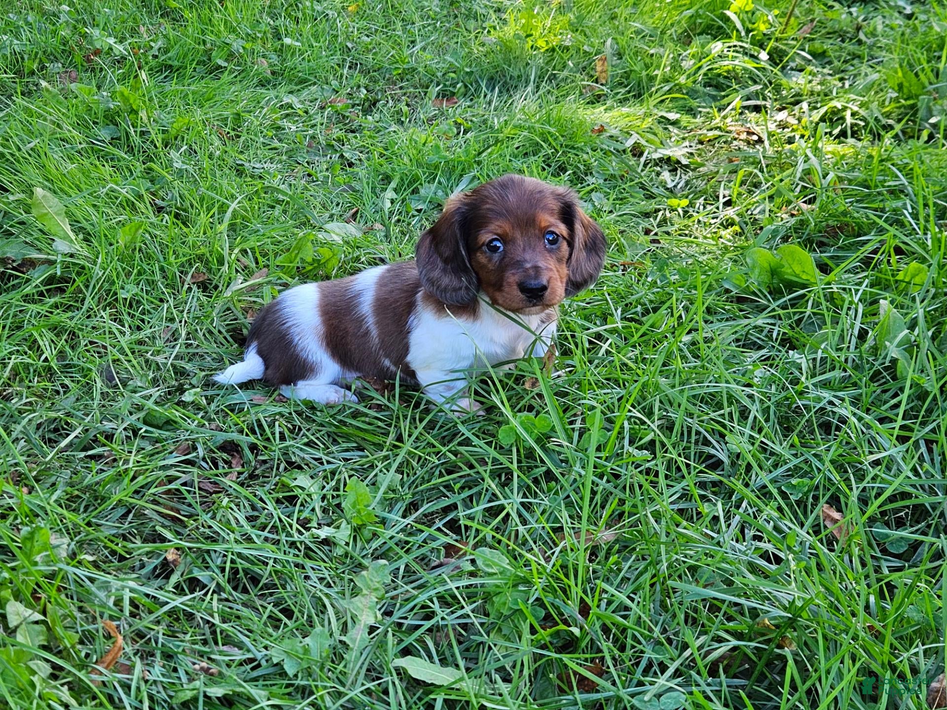 Miniature Dachshund dogs Rocket - Ad 1