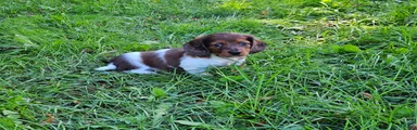 Rocket
