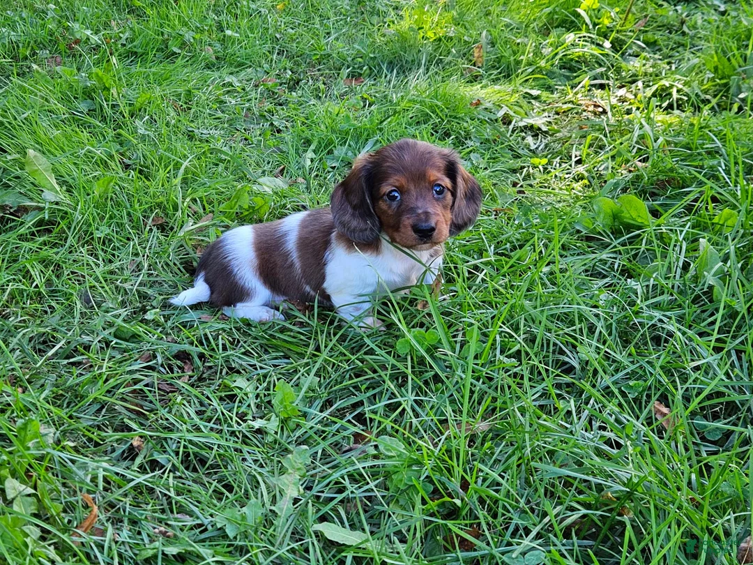 Miniature Dachshund dogs for sale: Rocket - Ad 1