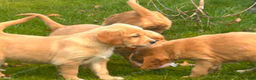 Golden Retriever dogs for sale: Golden Retriever Puppy 4 - Ad 3