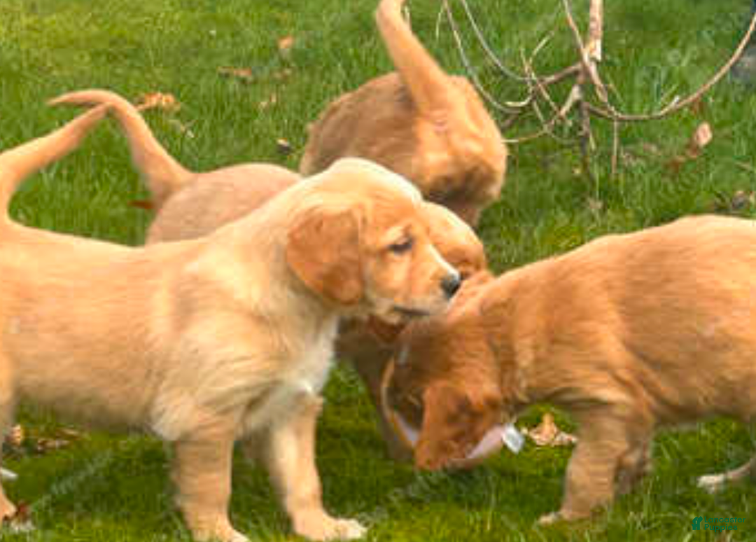 Golden Retriever dogs for sale: Golden Retriever Puppy 4 - Ad 3