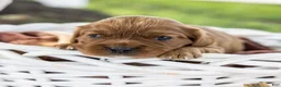 Cavalier King Charles Spaniel dogs for sale: Acorn - Ad 3