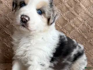 Australian Shepherd dogs for sale: Blue Merle Male 1 - Ad 1
