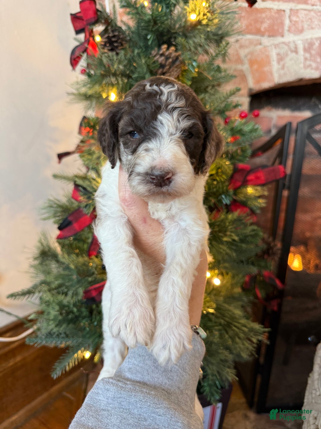 Mixed Breed dogs for sale: Pete - Ad 4