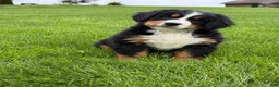 Bernese Mountain Dog dogs for sale: Ollie  - Ad 5