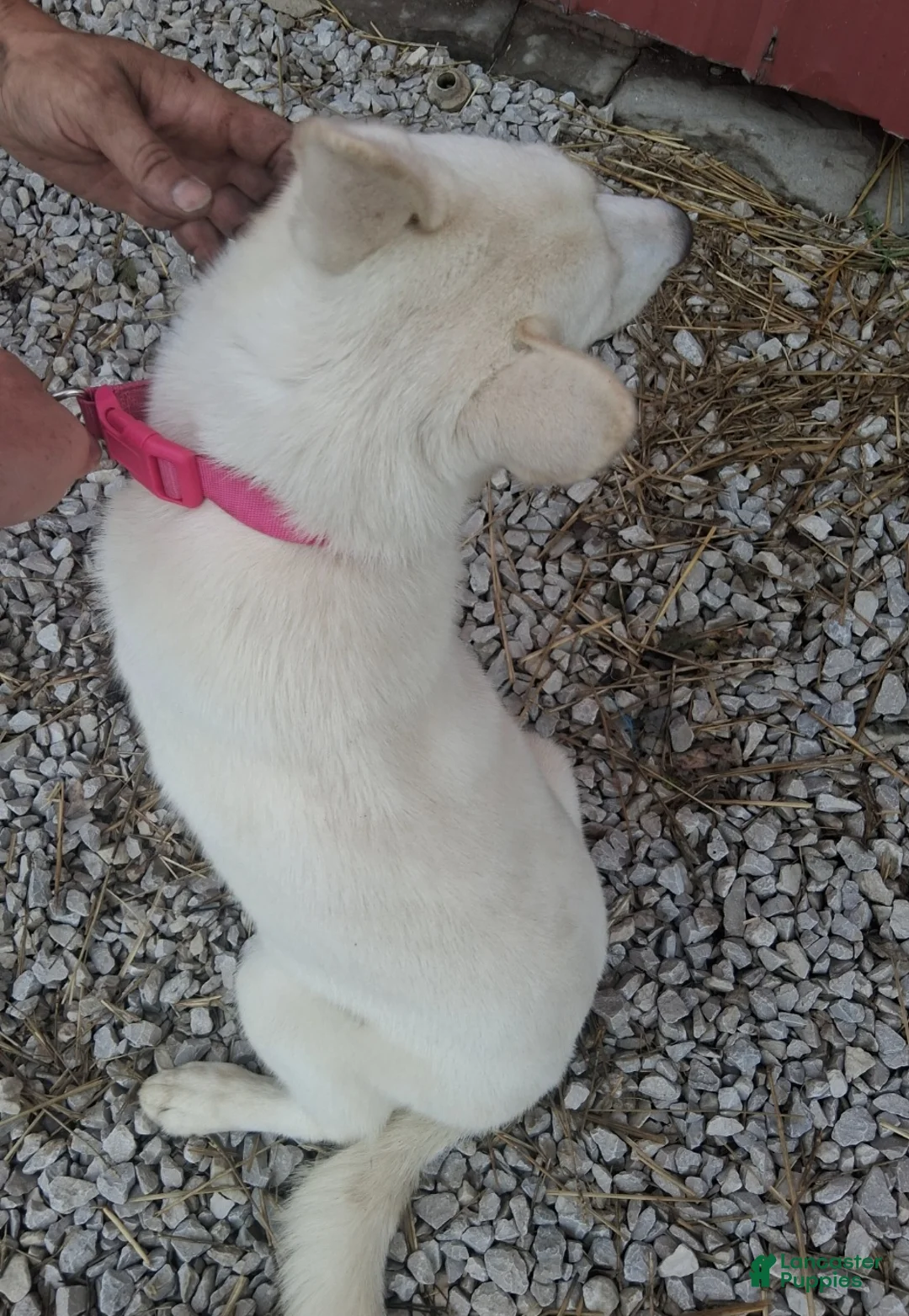 Siberian Husky dogs for sale: Snow White  - Ad 4