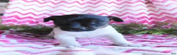 Jack Russell Terrier dogs for sale: Meeny - Ad 5