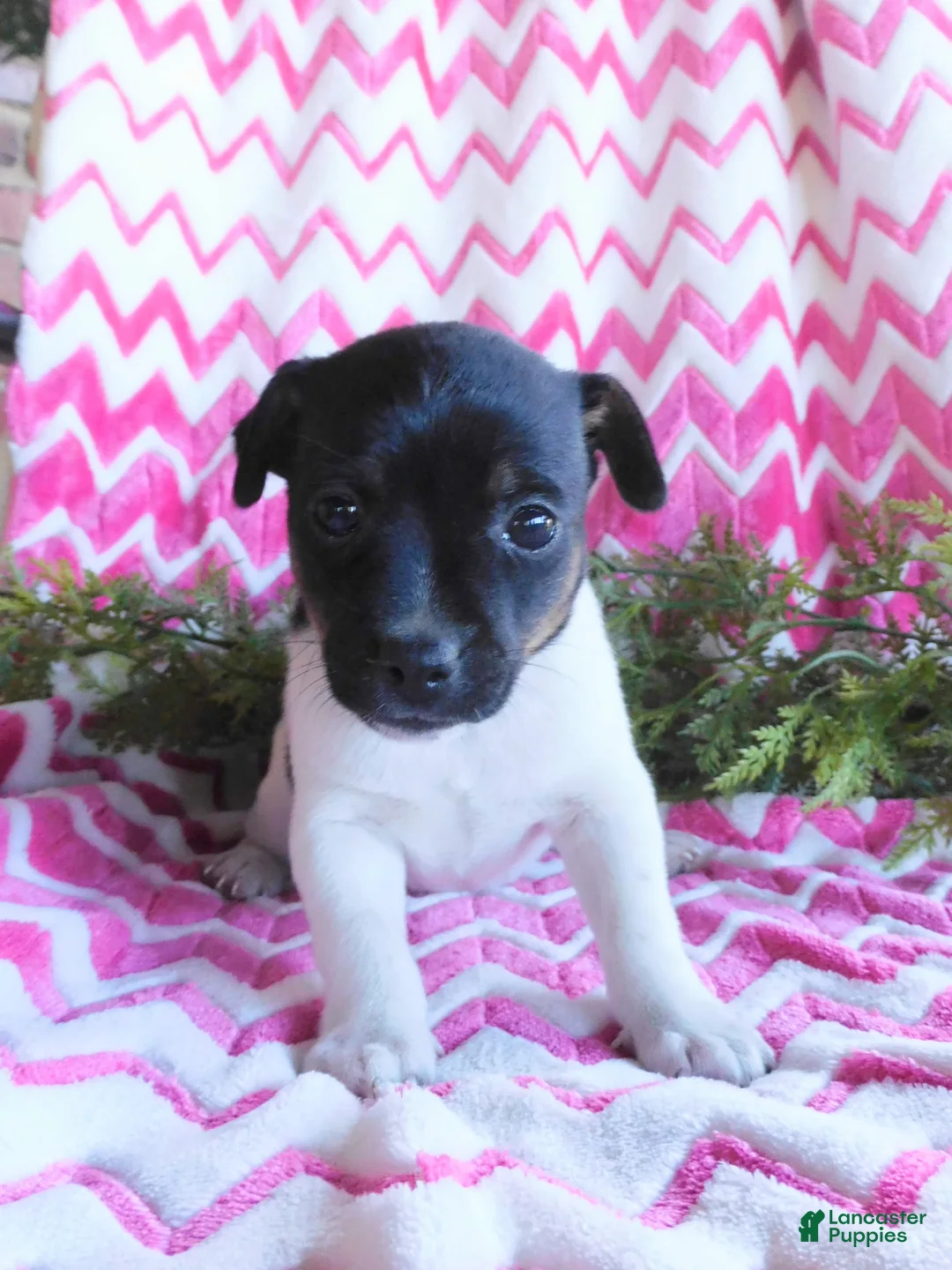 Jack Russell Terrier dogs for sale: Meeny - Ad 5