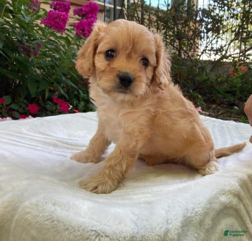 Cavapoo dogs Laredo  - Ad 1