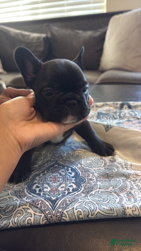 French Bulldog dogs French Bulldog Male 1 - Ad 1