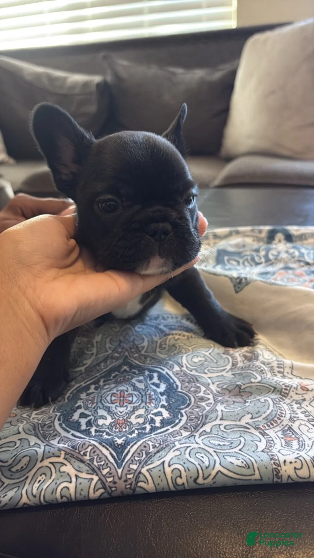 French Bulldog dogs for sale: French Bulldog Male 1 - Ad 1