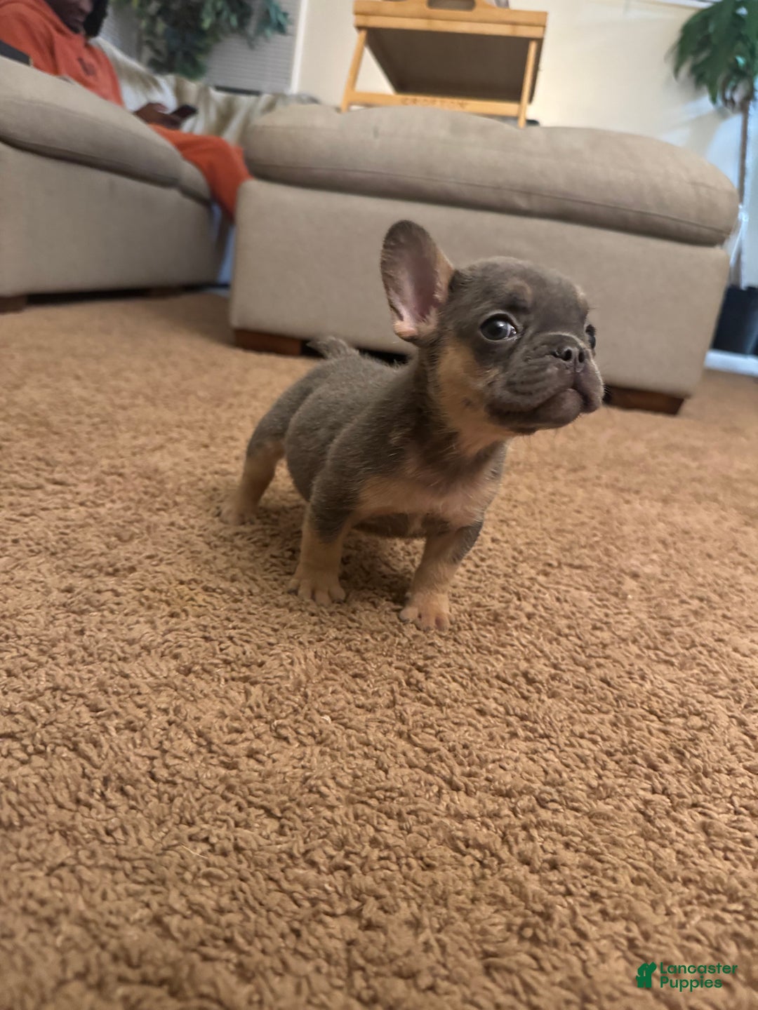 French Bulldog dogs for sale: French Bulldog Puppy 1 - Ad 1
