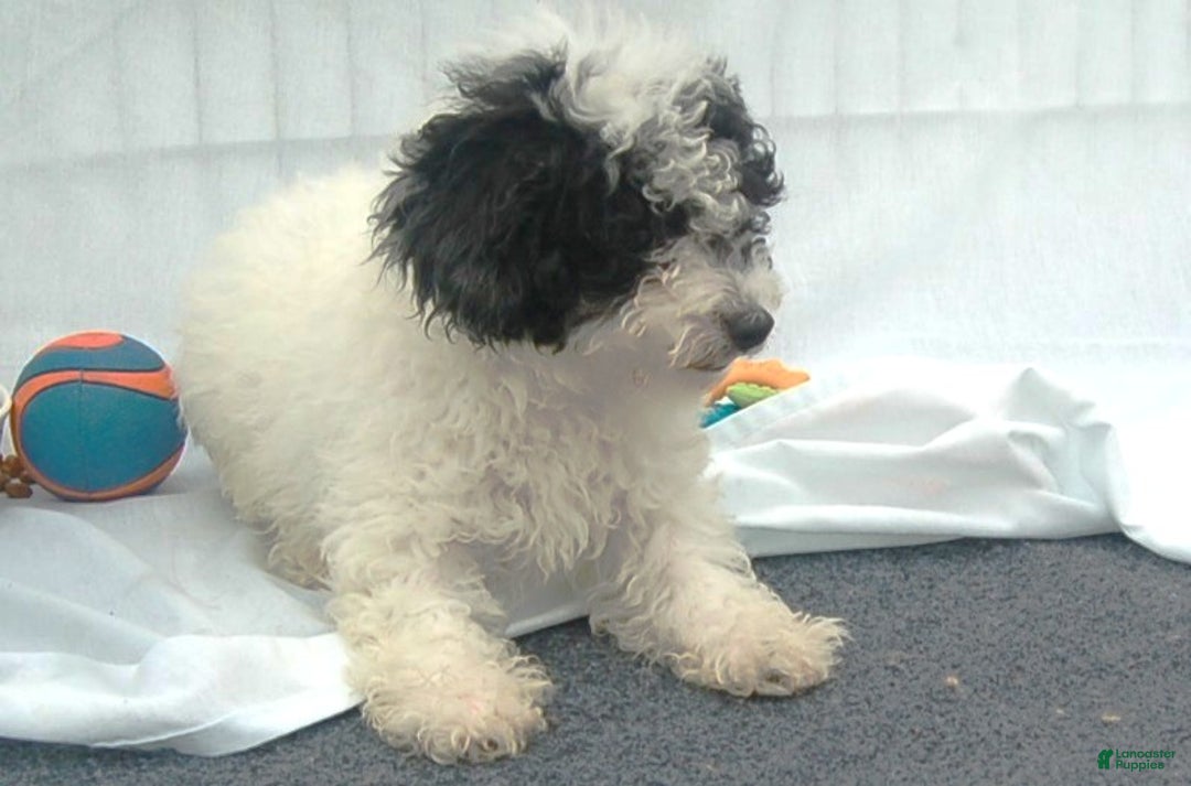 Miniature Poodle dogs for sale: Miniature Poodle Puppy 7 Andy - Ad 3