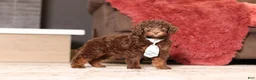 Miniature Poodle dogs for sale: Jax (AKC) - Ad 3