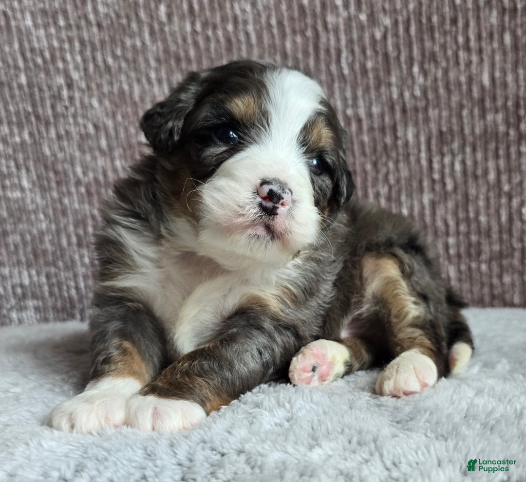 Mini Bernedoodle dogs for sale: Mini Archie - Ad 7