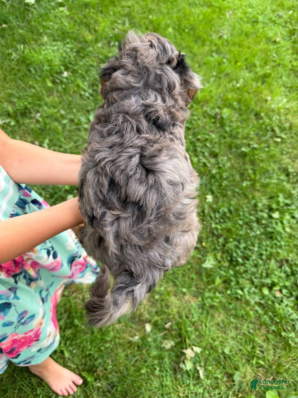 Mini Aussiedoodle dogs Iris - Ad 1