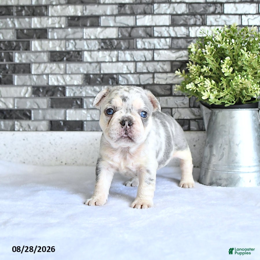 French Bulldog dogs Rielle - Ad 2
