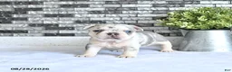 French Bulldog dogs for sale: Rielle - Ad 2