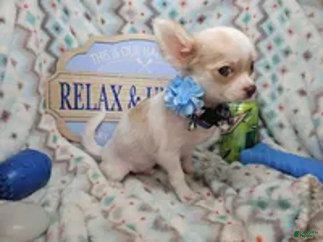 Chihuahua dogs for sale: Carrusso - Ad 1