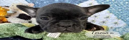 French Bulldog dogs for sale: Teresa - Ad 4
