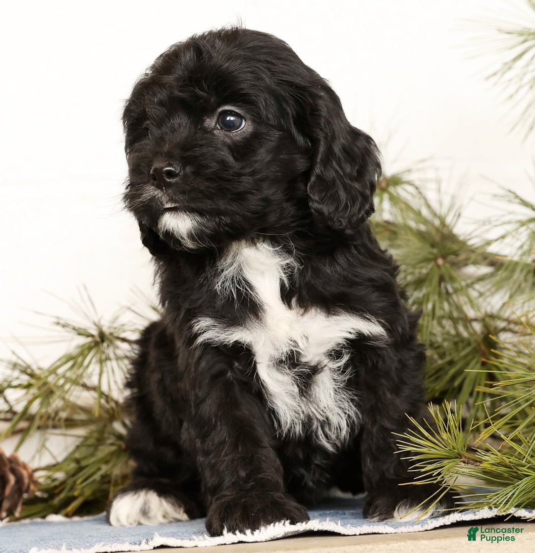 Cavapoo dogs for sale: Sasha - Ad 3