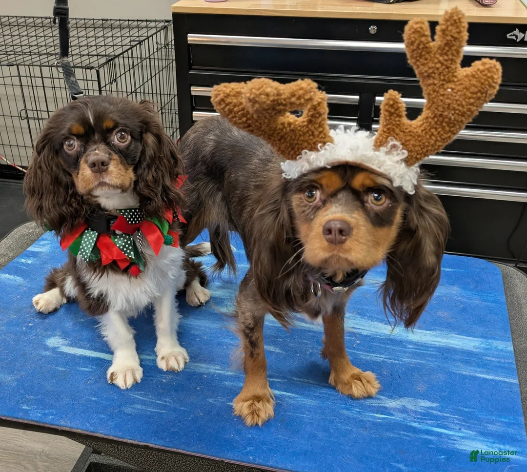 Cavalier King Charles Spaniel dogs for sale: Kahlua  - Ad 12