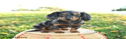 Miniature Dachshund dogs for sale: Leaf - Ad 2