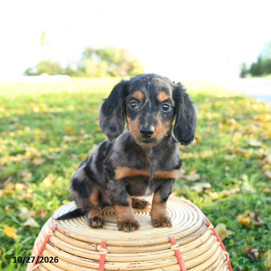 Miniature Dachshund dogs for sale: Leaf - Ad 2
