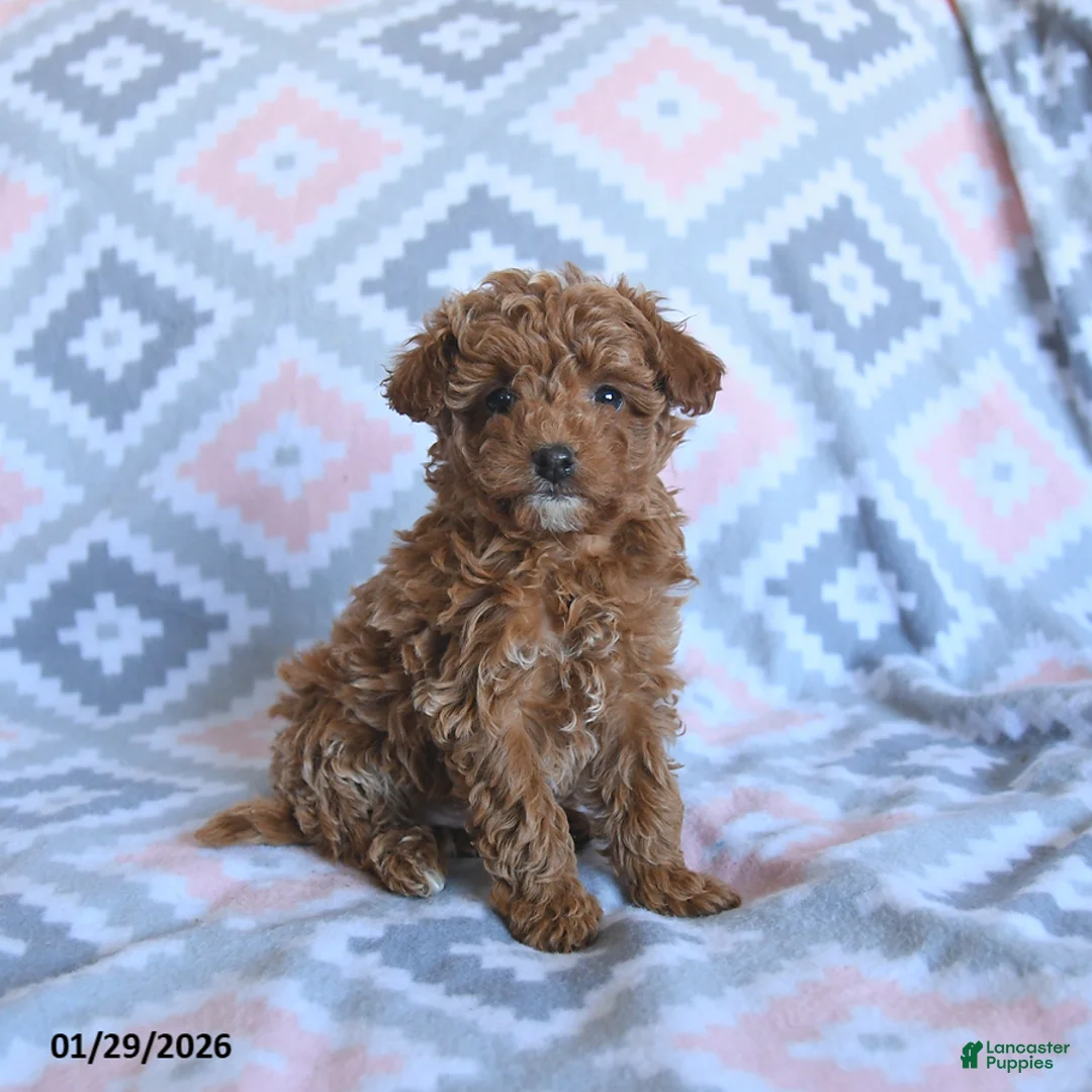 Toy Poodle dogs for sale: Daisy - Ad 2