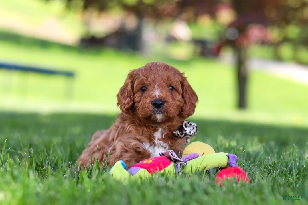 Cavapoo dogs for sale: Ashton - Ad 2