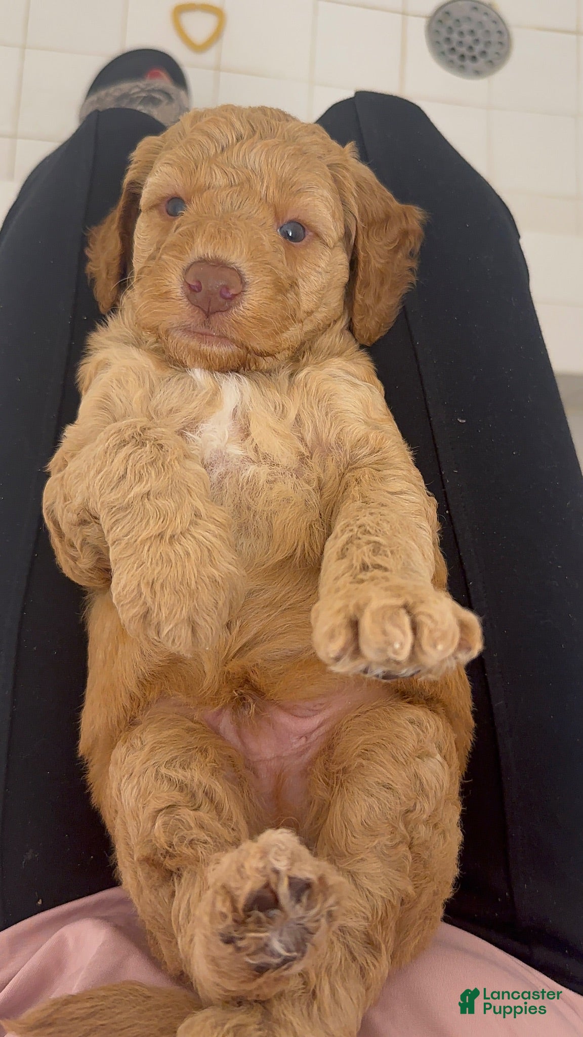 Mini Goldendoodle dogs Rocher - Ad 15