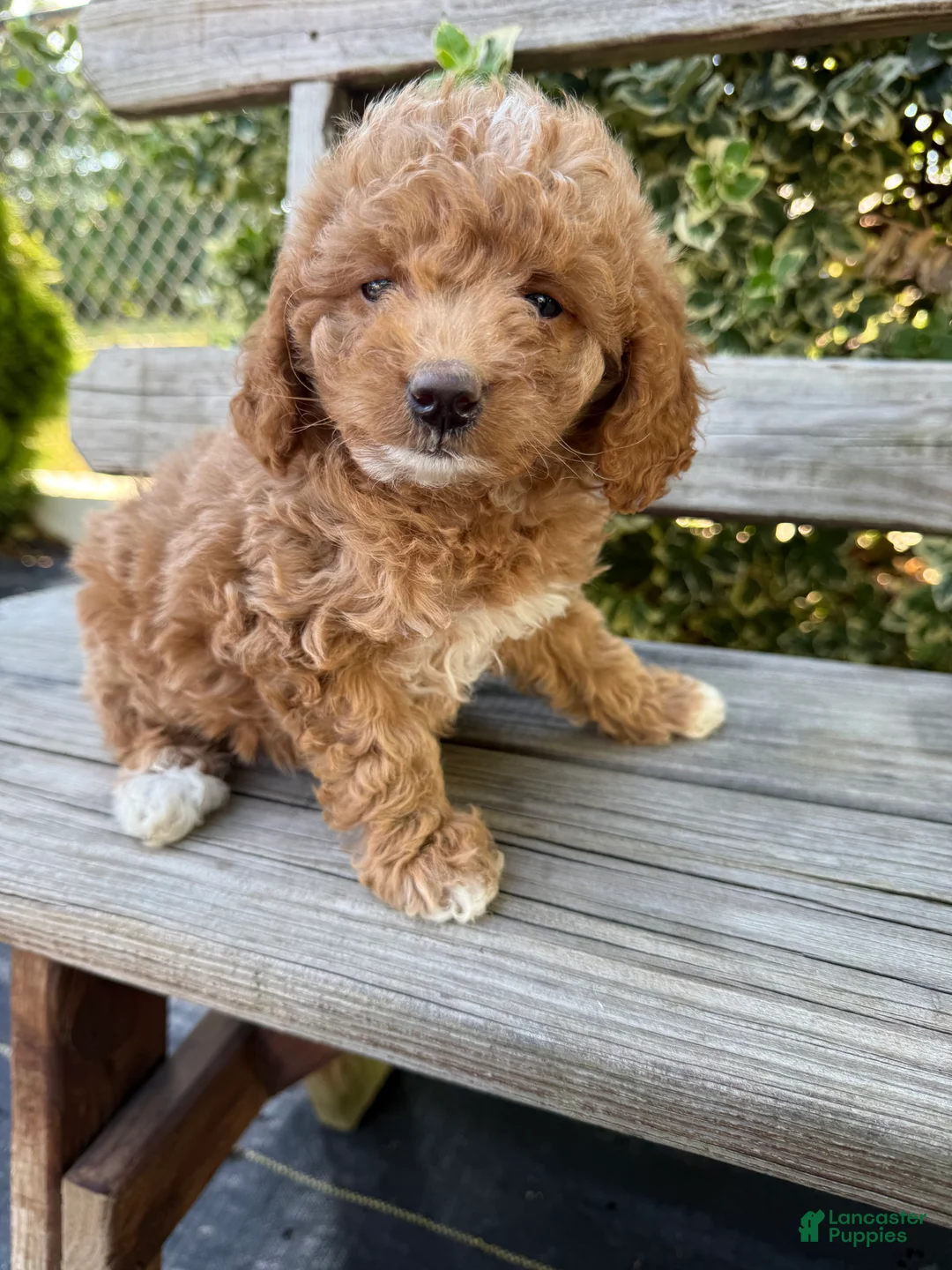 Mini Goldendoodle dogs for sale: Molly - Ad 4