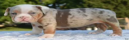 Mixed Breed dogs for sale: Maggie mini hybrid bulldog  - Ad 18