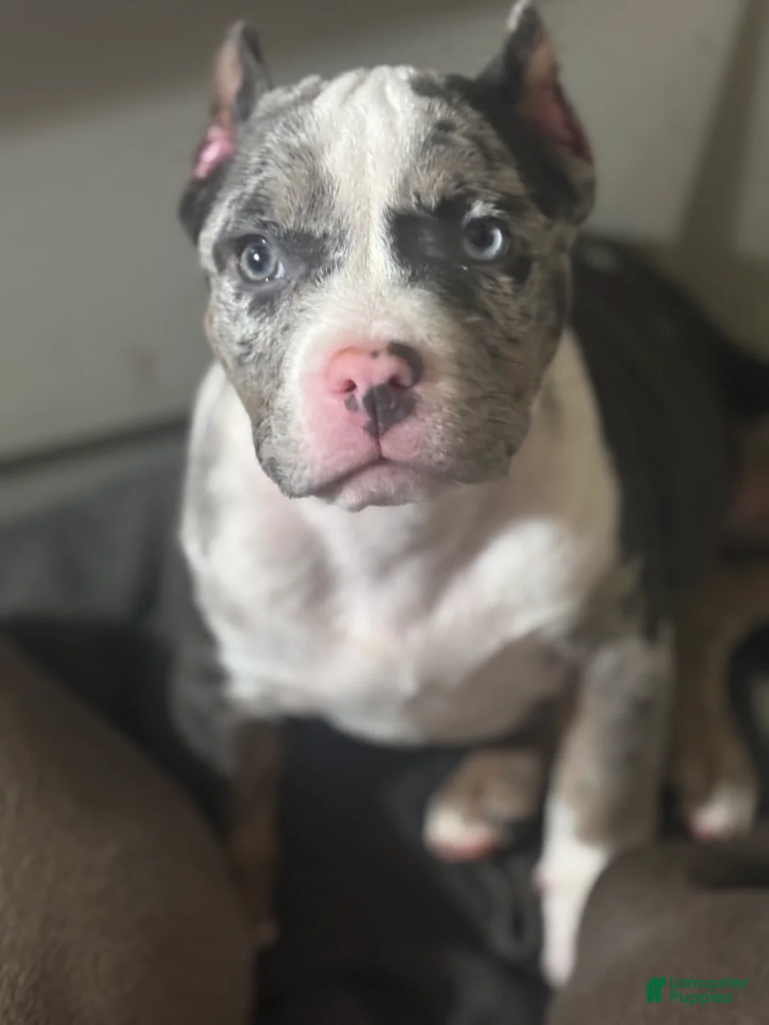 American Bully dogs for sale: American Bully Puppy 6 - Ad 1