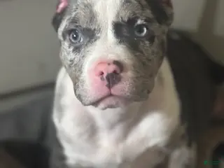 American Bully dogs American Bully Puppy 6 - Ad 39