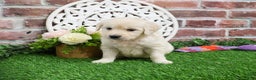 Golden Retriever dogs for sale: Nora - Ad 2