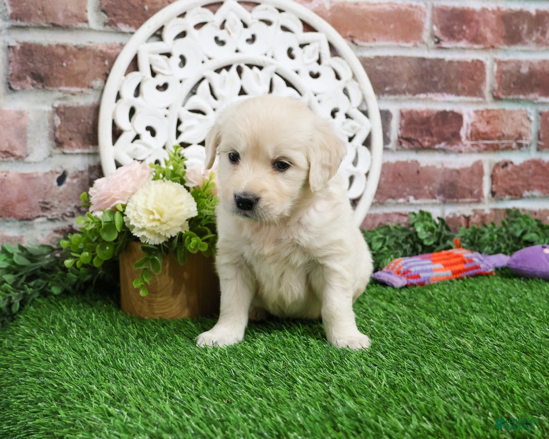 Golden Retriever dogs for sale: Nora - Ad 2