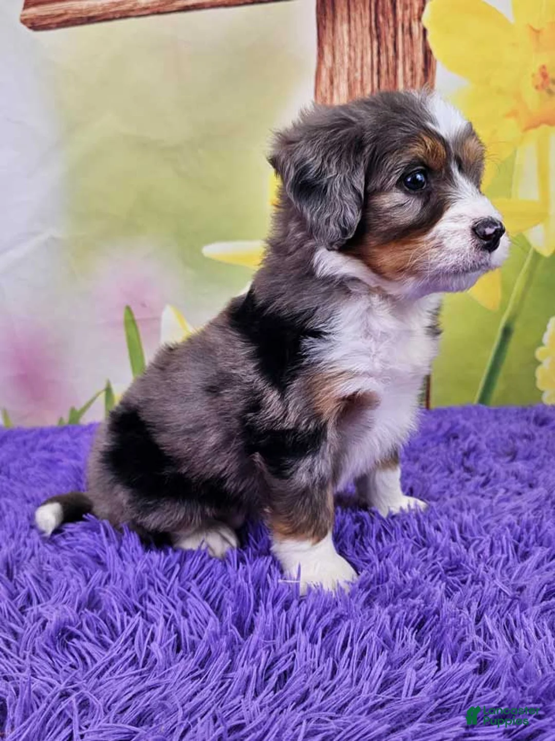 Mini Bernedoodle dogs for sale: Bay - Ad 2