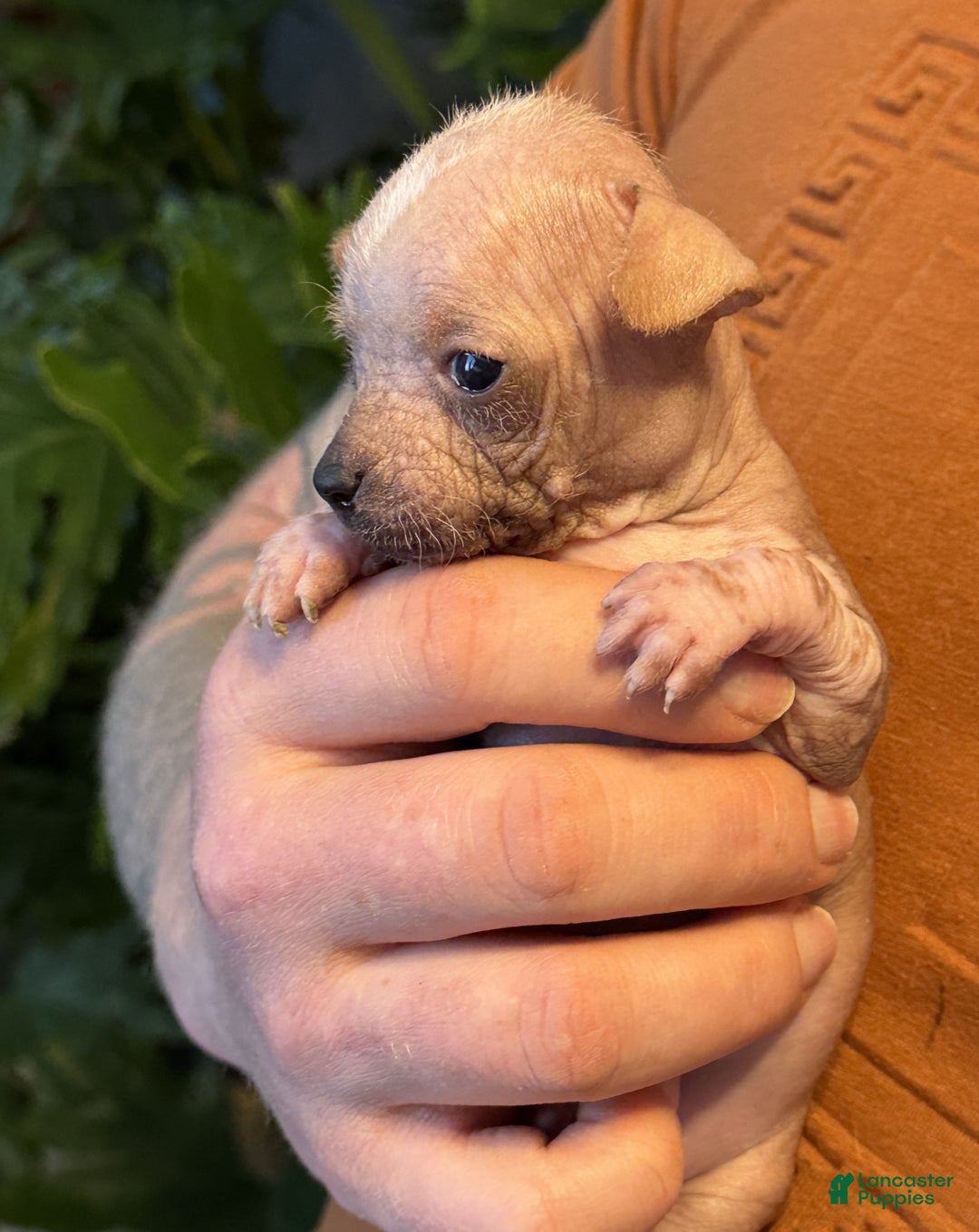 Mixed Breed dogs for sale: Princess  - Ad 15