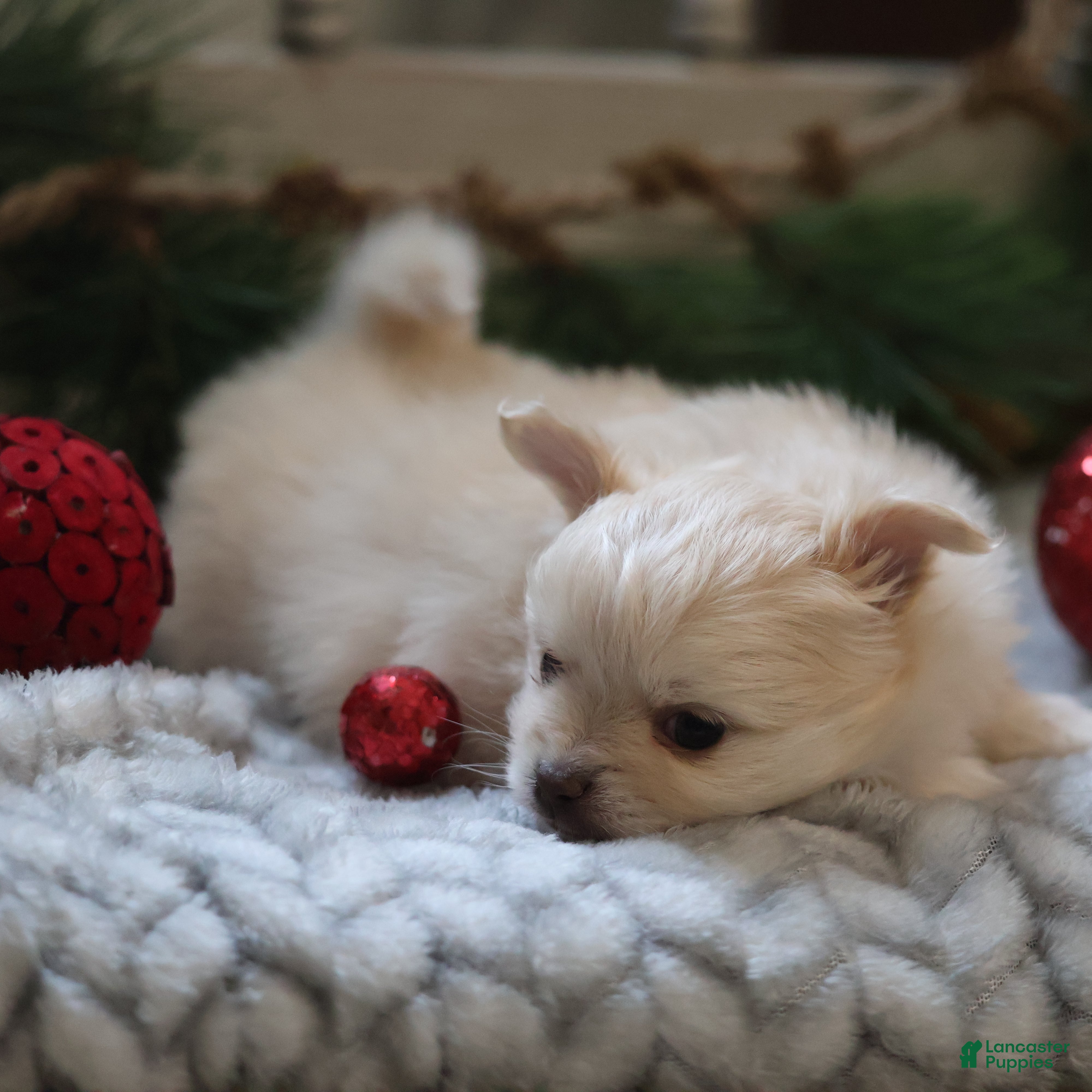 Maltipom dogs Sugarplum - Ad 2