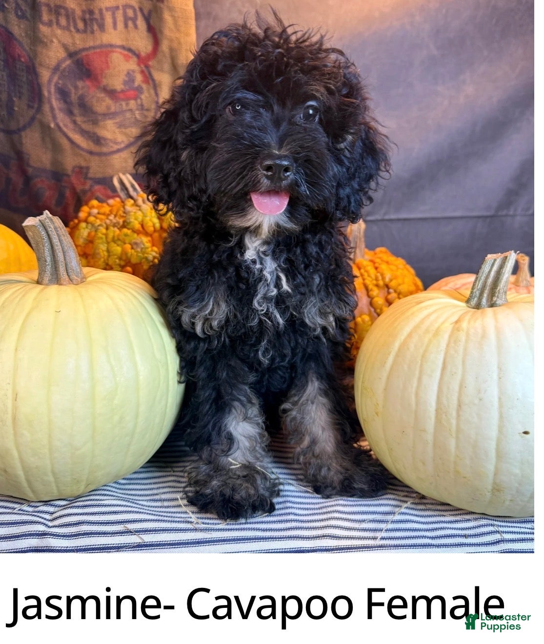 Cavapoo dogs for sale: Marissa  - Ad 2