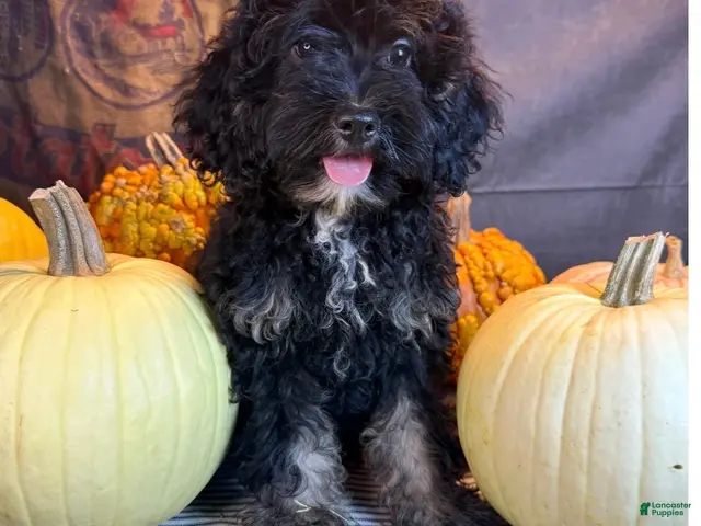Cavapoo dogs for sale: Marissa - Ad 26
