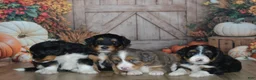 Mini Bernedoodle dogs for sale: Apollo - Ad 5