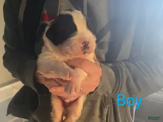 Saint Bernard dogs Saint Bernard Puppy 3 - Ad 19