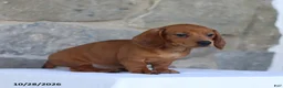 Dachshund dogs for sale: Tonya - Ad 3