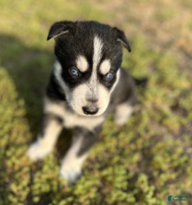 Gerberian Shepsky dogs Gerberian Shepsky Puppy 2 - Ad 32