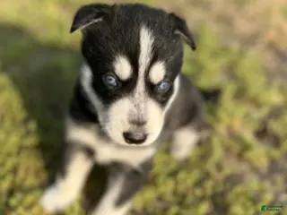 Gerberian Shepsky dogs Gerberian Shepsky Puppy 2 - Ad 32